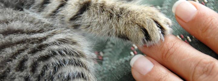 La importancia de las garras